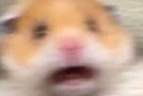 Riorex